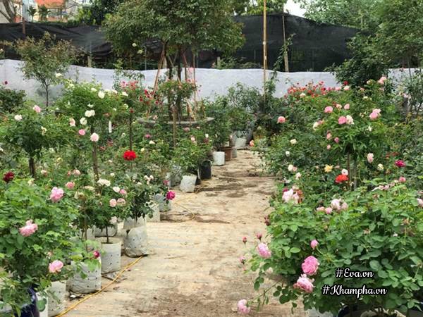 Vườn hồng rộng 900m2 ở Quảng Bá của chị Tuyết.