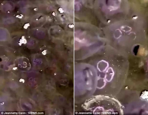 
Hàng chục ngàn con sứa nằm la liệt trên mặt nước.

