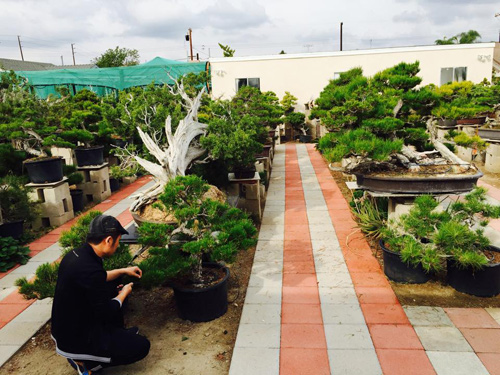 Khi xây dựng nhà mới ở Mỹ, ca sĩ sinh năm 1973 dành một diện tích lớn để làm sân vườn. Hiện tại, anh có một vườn bonsai rộng vài trăm mét vuông khiến ai cũng trầm trồ ngưỡng mộ.