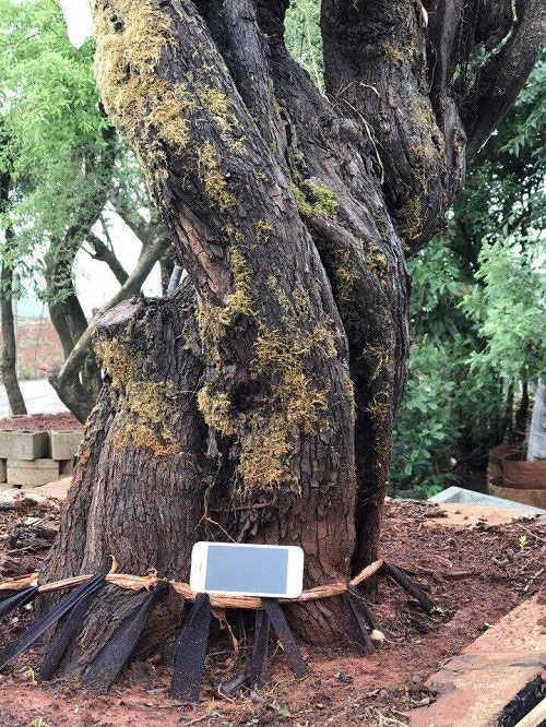 Do là cây hoa hồng cổ thụ nên thân gốc rêu mọc và bám xanh gốc