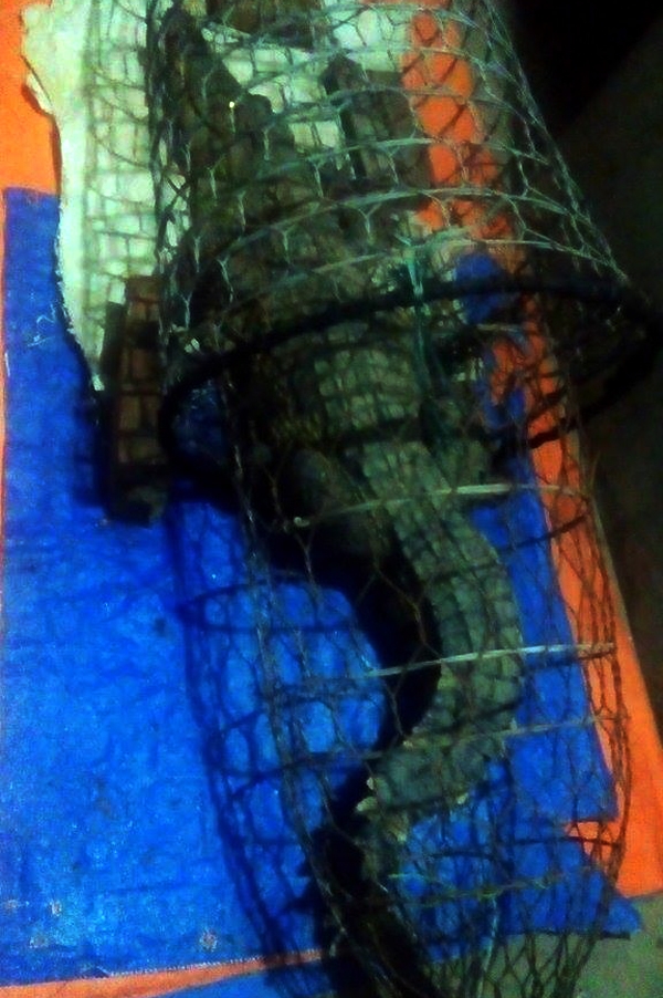 Con cá sấu dài 1,9 mét, nặng 38kg.