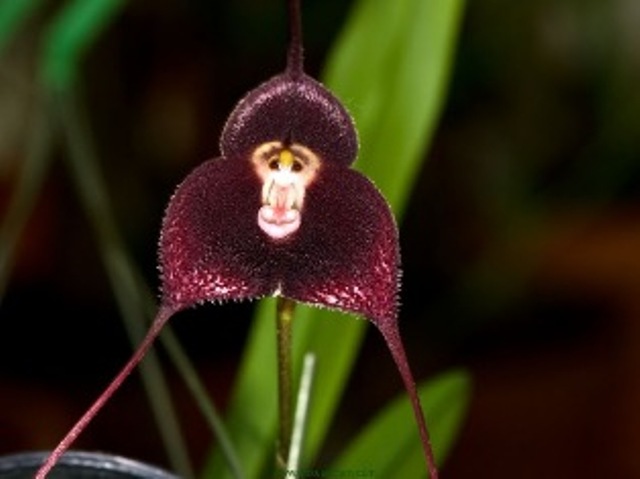 Hoa phong lan này có tên khoa học là “dracula simia”. “Dracula”, trong tiếng địa phương có nghĩa là “chú rồng nhỏ” và tên “Simia” thường được đặt cho những loài thực vật giống khỉ.