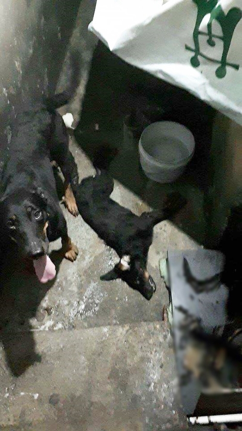 H&igrave;nh ảnh cuối c&ugrave;ng của ch&uacute; ch&oacute; Lucy sau khi anh Dương đ&atilde; cố gắng sơ cứu