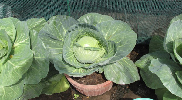 Có thể trồng bắp cải vào thùng xốp hoặc chậu.