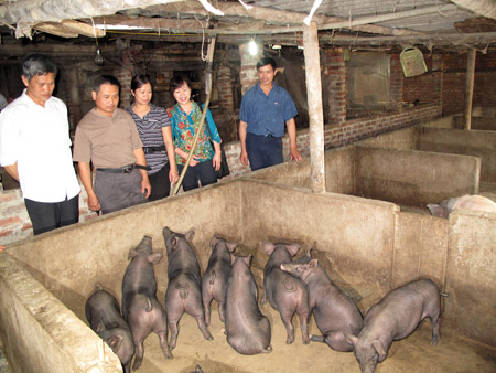 Trong cơ cấu giống lợn nuôi, anh Hà Văn Mạn (phải) ưu tiên nuôi giống lợn đen địa phương bởi chất lượng thịt thơm, ngon và giá cả tườn đối ổn định. Ảnh: Phương Đông