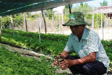 Vườn ươm giống đinh lăng của ông Cao Như Hoàng.