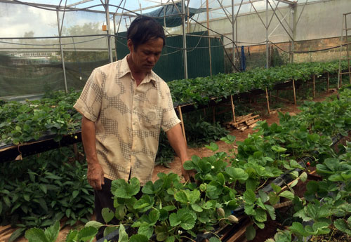 &Ocirc;ng Phi b&ecirc;n vườn d&acirc;u của gia đ&igrave;nh. Ảnh: Đ.T.K