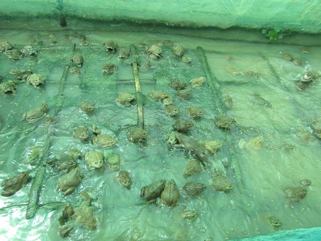 Đàn ếch nuôi trong vèo nổi trên mặt nước ao nuôi cá trê vàng lai. Ảnh: Phan Thị Anh Thư.