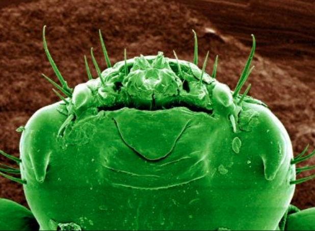 Rận mu thuộc côn trùng hút máu không có cánh sống và sinh sản ở vùng lông mu của con người như vùng da lông mu, vùng sinh dục nhất là ở nam giới.