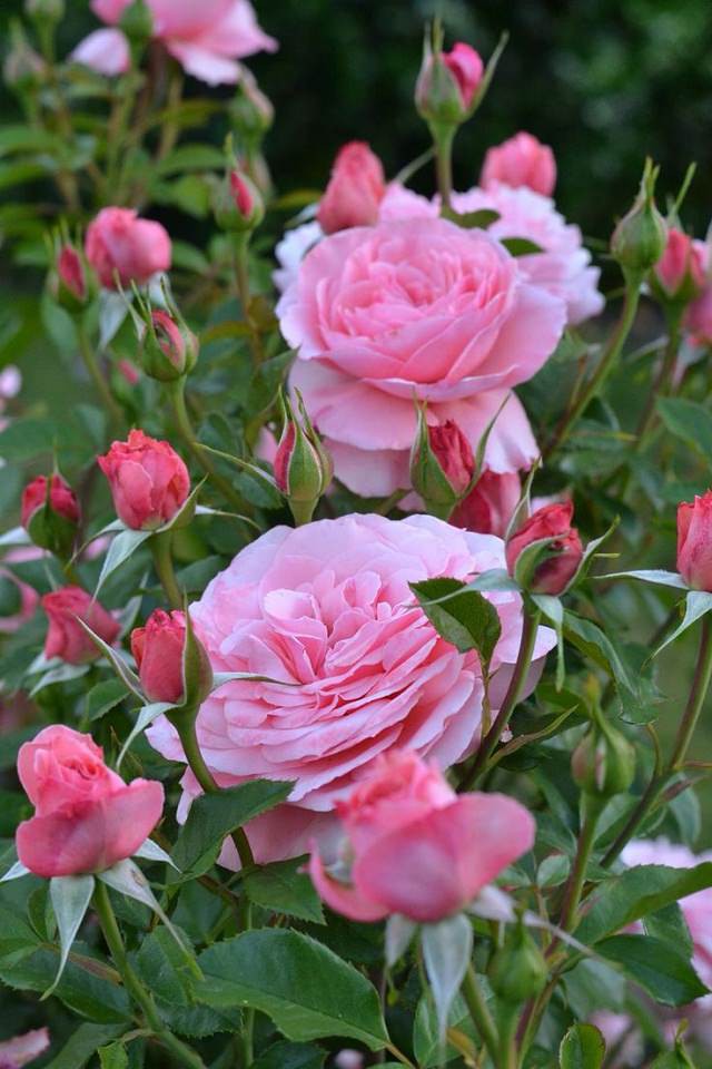 Hoa hồng rất thích lá chè. Mở khay đựng trà đã qua sử dụng và rắc lá trà lên những nụ hoa hồng xinh xắn trong vườn nhà bạn, chúng sẽ nhanh nở hơn và cũng đẹp hơn bình thường đó nhé!