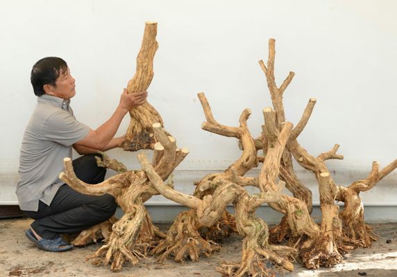 Hơn chục năm nay, lão nông Thắng “đổ” chuyên thu mua những gốc cây linh sam núi về nuôi dưỡng thành bonsai. Ông gọi đây là những khúc “củi”. Ảnh: Ông Thắng “đổ” với đống “củi” linh sam vừa mới mua với giá 70 triệu đồng.