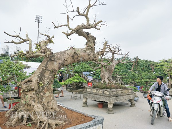 Cây sung kiểng có dáng thế cực dị của anh Kiên, một chủ vườn cây kiểng ở Hưng Yên.