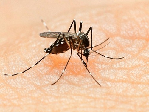 Sốt xuất huyết Dengue có thể lây truyền do muỗi đốt - Ảnh: Shuttesrtock