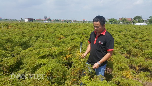 Anh Thuận bên vườn đinh lăng tiền tỷ áp dụng công nghệ cao của gia đình ở tỉnh Nam Định. Nghề làm giàu từ cây đinh lăng đang khá hót, các sản phẩm làm ra tiêu thụ rất dễ - anh Thuận nói.