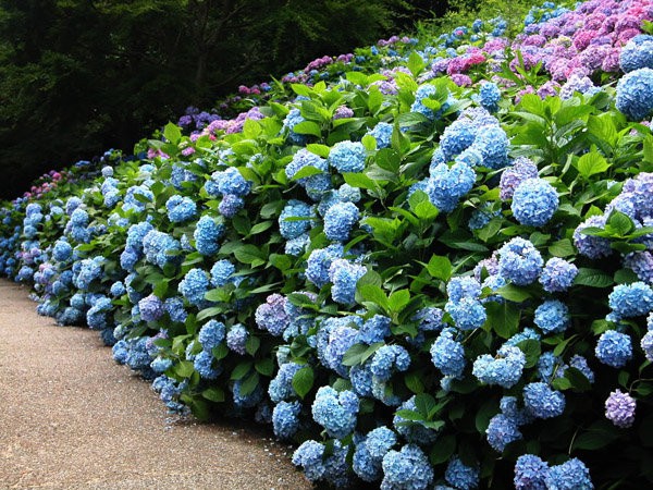 Khi được trồng làm hàng rào, hoa cẩm tú cầu sẽ tạo nên một nét đẹp ấn tượng cho không gian nhà bạn.