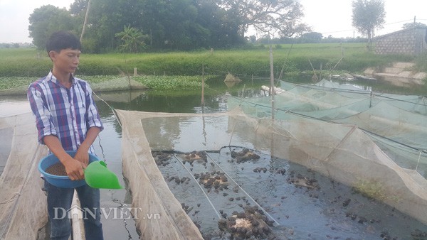 Anh Nguyễn Văn Thường đổ thức ăn cho đàn ếch và cá lóc đầu nhọn ăn tại trang trại của gia đình ở xã Yên Thắng, huyện Yên Mô (Ninh Bình).