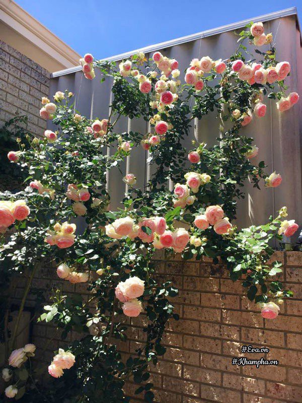 Cây hồng leo chị trồng hoa nở rực một góc vườn.