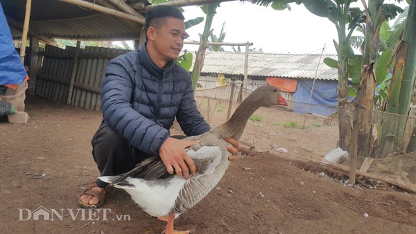 Anh Nguyễn Văn Toản kiểm tra sức khỏe ngỗng trời chuẩn bị bán cho các “thượng đế” ăn tết và biếu Tết.