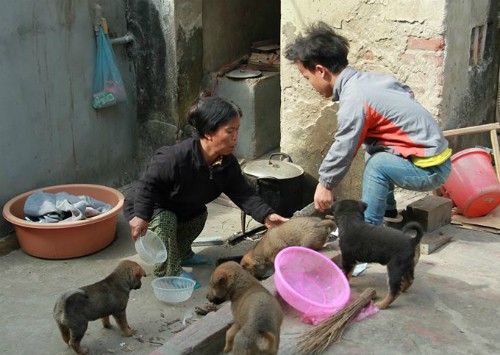 
Nguyễn Thành Công đã bước sang tuổi 17, nhưng mới cao 90 cm. Gia tài quý nhất của nhà em hiện là đàn chó con. Ảnh: Phan Dương.
