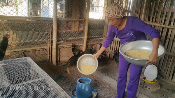 Bà Lành đổ thức ăn cho đàn chim trĩ  xanh ăn tại trang trại của gia đình.