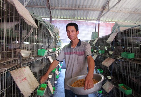 Anh Đinh Văn Công, thôn Cốc Phong, xã Chí Tân, huyện Khoái Châu (Hưng Yên) đang cho chim bồ câu ăn.