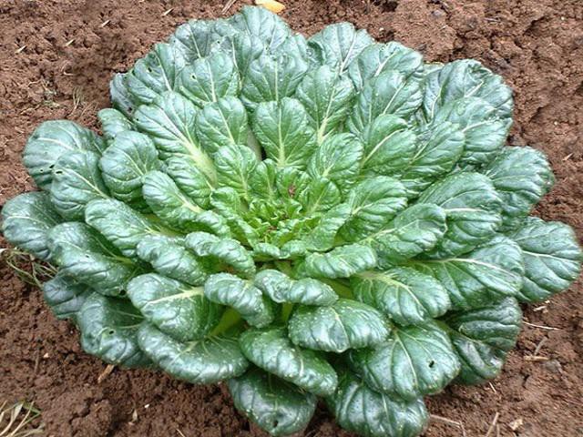 Ngoài ra bạn cũng có thể trồng cải bẹ xanh lên đất trực tiếp mà không cần ngâm tuy nhiên cải sẽ mất thêm thời gian nảy mầm. Đợi đến khi cây cải cao được 10cm thì bắt đầu tỉa cấy.