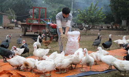 Anh Nguyễn Mạnh Hà làm giàu từ mô hình chăn nuôi gà thả vườn và các loại gia cầm.