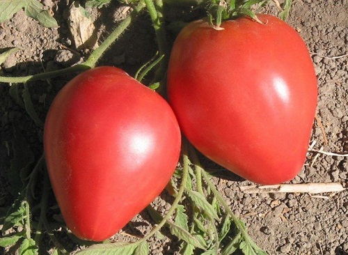 Thời điểm mùa hè khá thích hợp để trồng cà chua. Cây nên để ở vị trí được hưởng ánh sáng mặt trời 6-7 tiếng/ngày để phát triển, trái có vị thơm ngon, màu sắc tươi tắn.