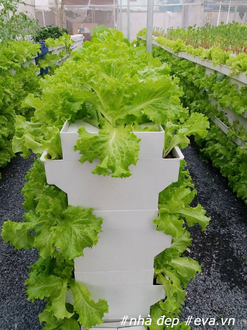 Nhờ thiết kế độc đáo, anh Tri có thể trồng rau theo tầng.