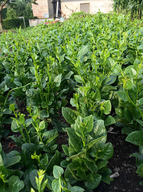 Đầu m&ugrave;a h&egrave;, việc trồng rau c&oacute; đ&ocirc;i phần vất vả v&igrave; nhiệt độ buổi đ&ecirc;m hay xuống thấp. Bởi vậy, buổi tối, anh phải d&ugrave;ng ni l&ocirc;ng che cho rau, ban ng&agrave;y bỏ ra, cho c&acirc;y nhận nắng. L&agrave;m vườn đem lại những niềm hạnh ph&uacute;c nhỏ cho gia đ&igrave;nh t&ocirc;i. Vui nhất l&agrave; l&uacute;c thu hoạch, t&ocirc;i c&oacute; thể đem biếu cho họ h&agrave;ng, bạn b&egrave;, anh Hải t&acirc;m sự.