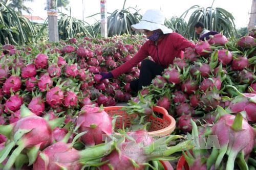 Năm đầu tiên (2008) Việt Nam chỉ xuất được 100 tấn thanh long sang Mỹ, thì đến năm 2012 con số đã tăng lên 1.200 tấn. Giá thanh long Việt bán tại Mỹ giao động từ 130.000 - 180.000 đồng/kg tùy thời điểm, cách thức vận chuyển...Ảnh: Bnews.