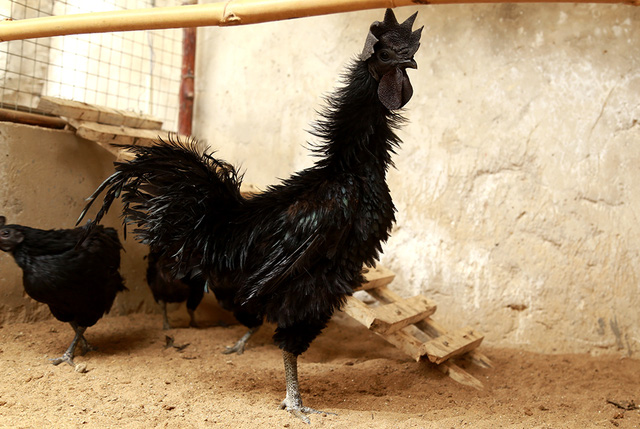 Gà đen mặt quỷ được nhập từ Indonesia về nuôi. Vẻ độc lạ của loại gà này là đen toàn tập, từ lông, mào, mắt cho đến lưỡi, thậm chí tất cả nội tạng và máu cũng đen.