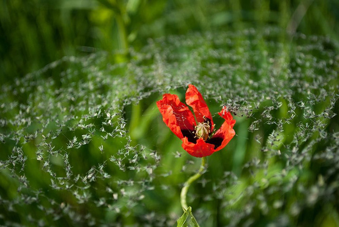 Chiếc bẫy của những con nhện vô tình tạo nên một giàn muỗi phủ trên bông hoa đỏ chót.