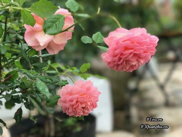 Mỗi loài hoa hồng mang một dáng vẻ, màu sắc và mùi hương khác nhau.