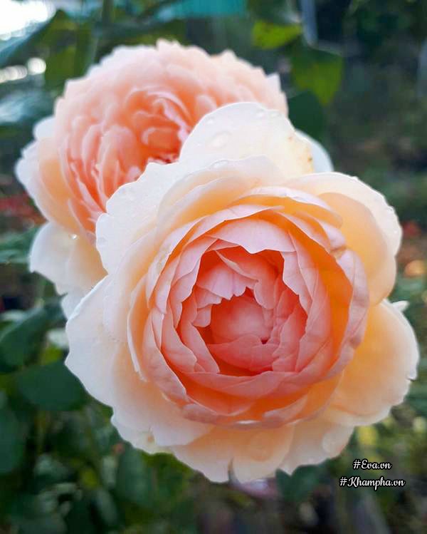 Mỗi loại hoa hồng đều có nét đẹp riêng với anh Hướng.