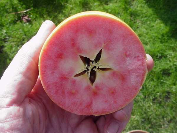Thưởng thức loại táo hồng đặc biệt này ngon nhất khi bạn thái mỏng hoặc ăn kèm với phomat.
