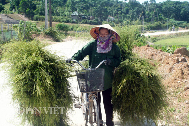 Bà Nguyễn Thị Hương ở xã Sơn Thịnh huyện Hương Sơn cho biết: “Ở trên địa bàn xã ngoài hộ gia đình anh Quý còn có gần chục hộ dân khác có trang trại trồng và chăm sóc cây chổi trện thu nhập khá”.