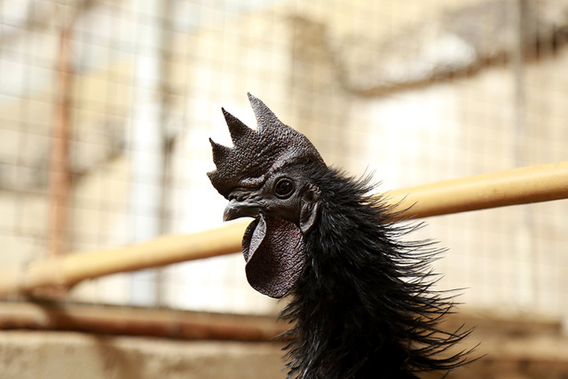 Do những đặc điểm dị biệt ấy, loại gà này còn mang tên gọi khác là gà “mặt quỷ”. Đây cũng được cho là lý do khiến cho loài gà này được chào bán với giá lên tới 25 triệu đồng/cặp