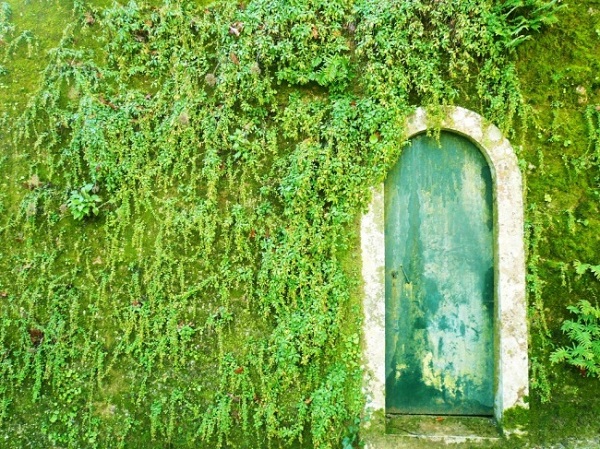 Liệu sẽ có thế giới cổ tích ở bên trong cánh cửa rêu phong này không nhỉ?