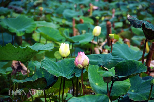 So với thời điểm cách đây một hai năm về trước thì năm nay, đầm sen của anh Hạnh đã bị giảm đi vài loại, nguyên nhân là do năm nay thời tiết khắc nghiệt, đợt nắng nóng kỷ lục vừa qua đã khiến cho một số củ sen anh ươm gần như chết hết, đây là một năm sen chưa được khởi sắc, anh Hạnh nói thêm.