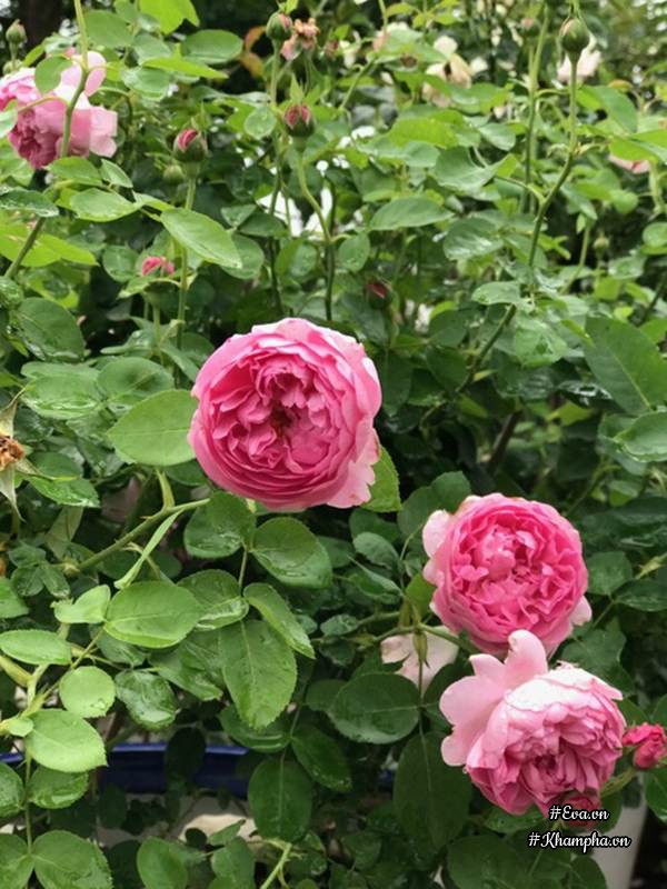 Hiện nay hoa hồng Juliet, loài hoa được mệnh danh là bông hồng triệu đô được nhiều người yêu thích nhất.