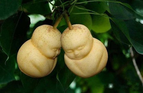 Khi nhìn quả lê này, nhiều người liên tưởng đến cây nhân sâm quý trong bộ phim Tây Du Ký với “thành quả” cũng là những trái cây hình em bé.
