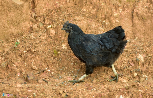 Giá gà xương đen dao động 150.000-170.000 đồng/kg.