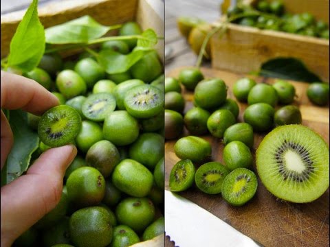 Qua khảo sát những cửa hàng thực phẩm sạch, được biết, hiện nay giá của loại kiwi này rơi vào khoảng gần 200.000 đồng/hộp 125 gr.