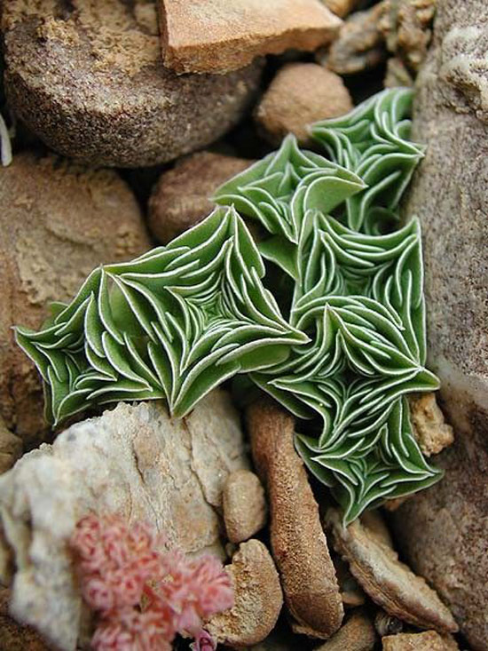 Gentiana urnula giống những mẫu gấp giấy origami.