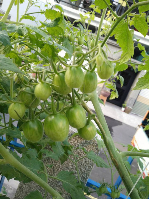 Chị Hương mát tay trồng cà chua cho quả sai trĩu