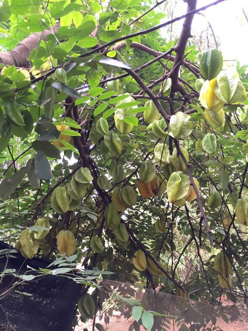 Cây trái trong vườn nhà Chiều Xuân đều rất sai quả, từ ổi, bưởi, chanh, dưa,... đến khế,...