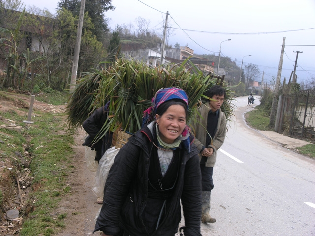B&agrave; con l&ecirc;n rừng cắt cỏ non mang về cho tr&acirc;u b&ograve; ăn trong ng&agrave;y gi&aacute; r&eacute;t nu&ocirc;i nhốt trong chuồng.