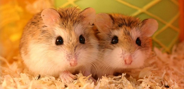 Chuột hamster được cho là họ hàng của chuột đồng, sinh sản nhanh, khó kiểm soát số lượng. Ảnh: Gia Bảo. 