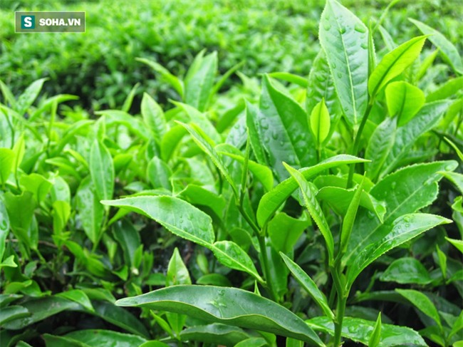 5 loại thực phẩm phổ biến tuyệt đối không nên ăn sống ảnh 4